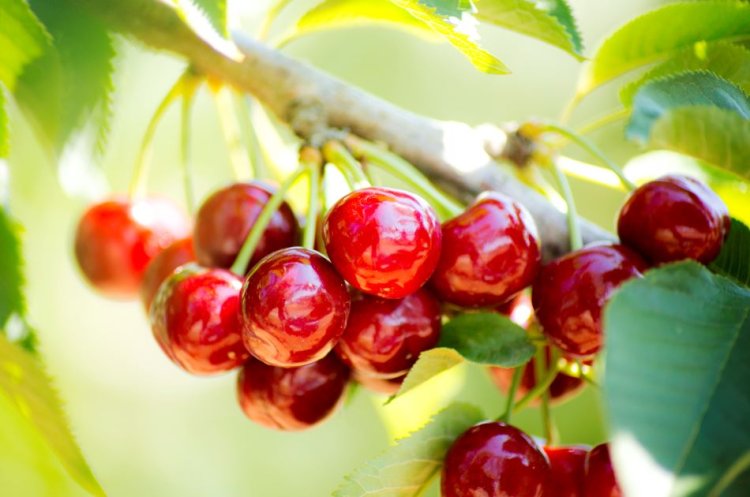 Turkey Aims for $250 Million in Cherry Exports